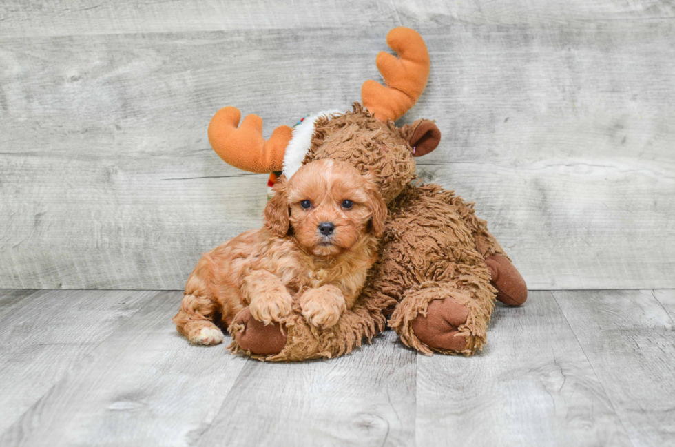 Funny Cavapoo Poodle Mix Pup