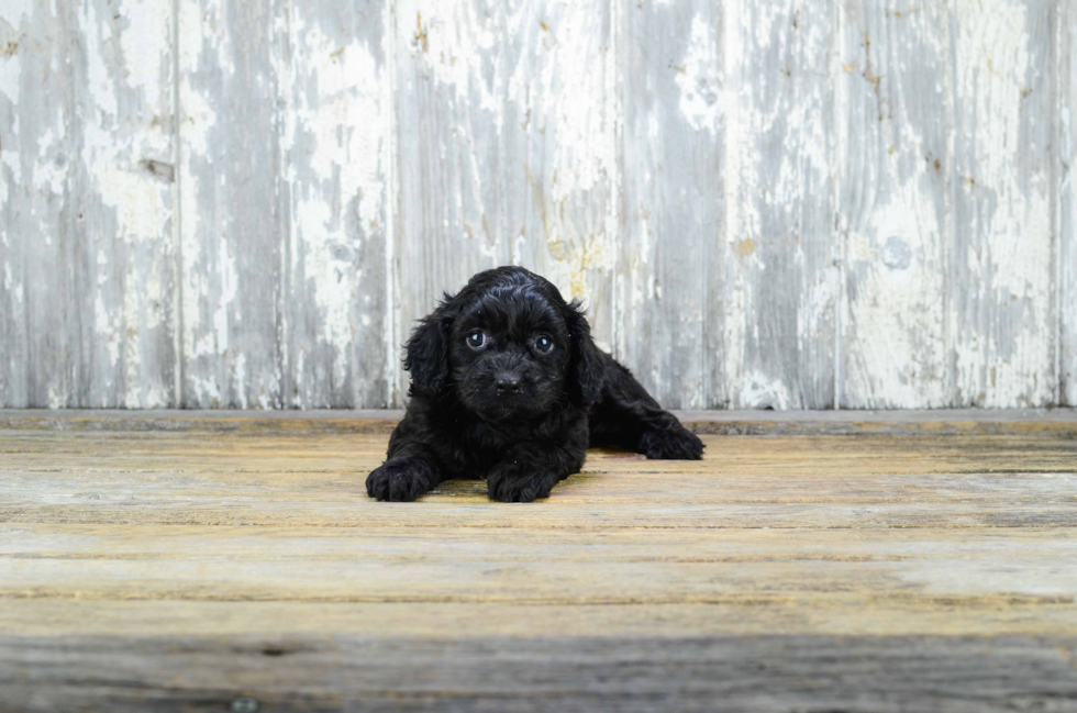 Cavapoo Puppy for Adoption