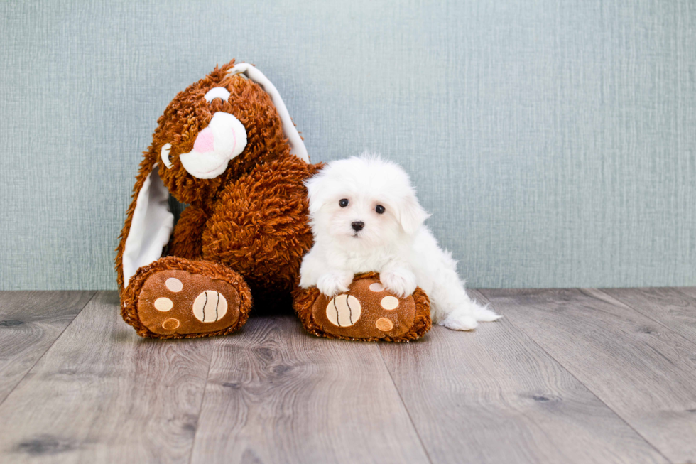 Popular Maltese Purebred Pup