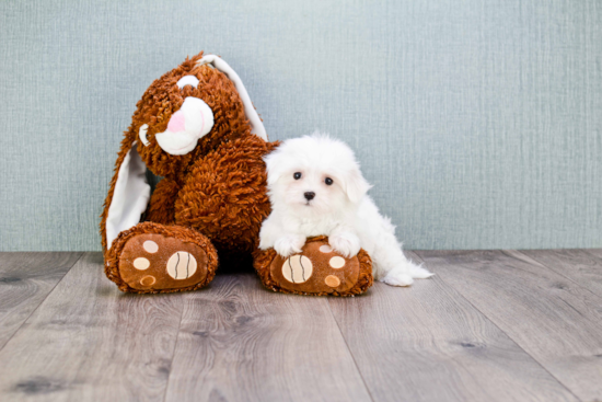 Popular Maltese Purebred Pup