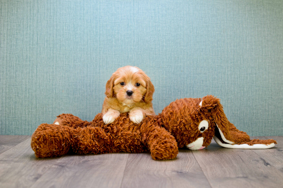 Small Cavachon Baby