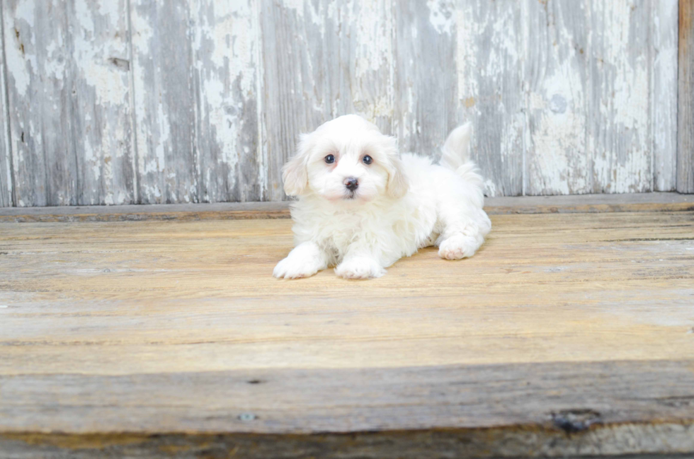 Best Havanese Baby