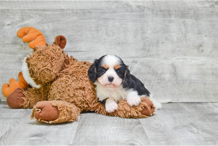 Friendly Cavalier King Charles Spaniel Baby