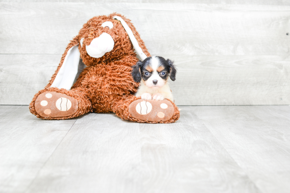 Energetic Cavalier King Charles Spaniel Purebred Puppy