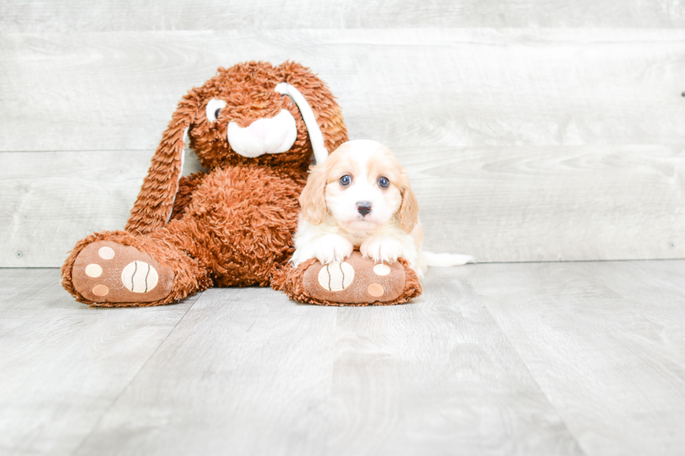 Sweet Cavachon Baby