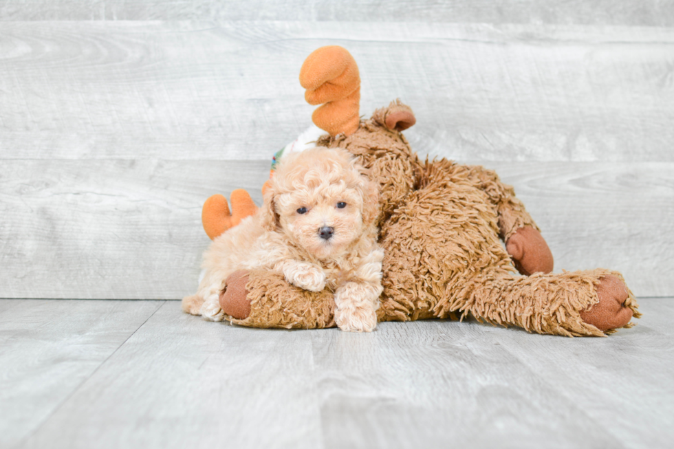 Playful Maltese Poodle Poodle Mix Puppy