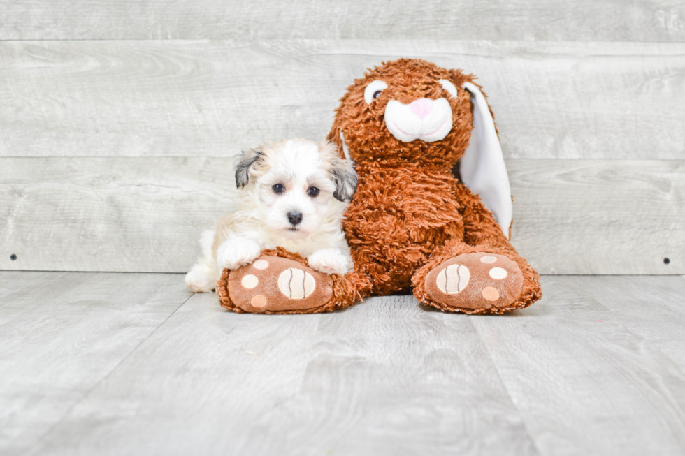 Playful Havanese Purebred Pup