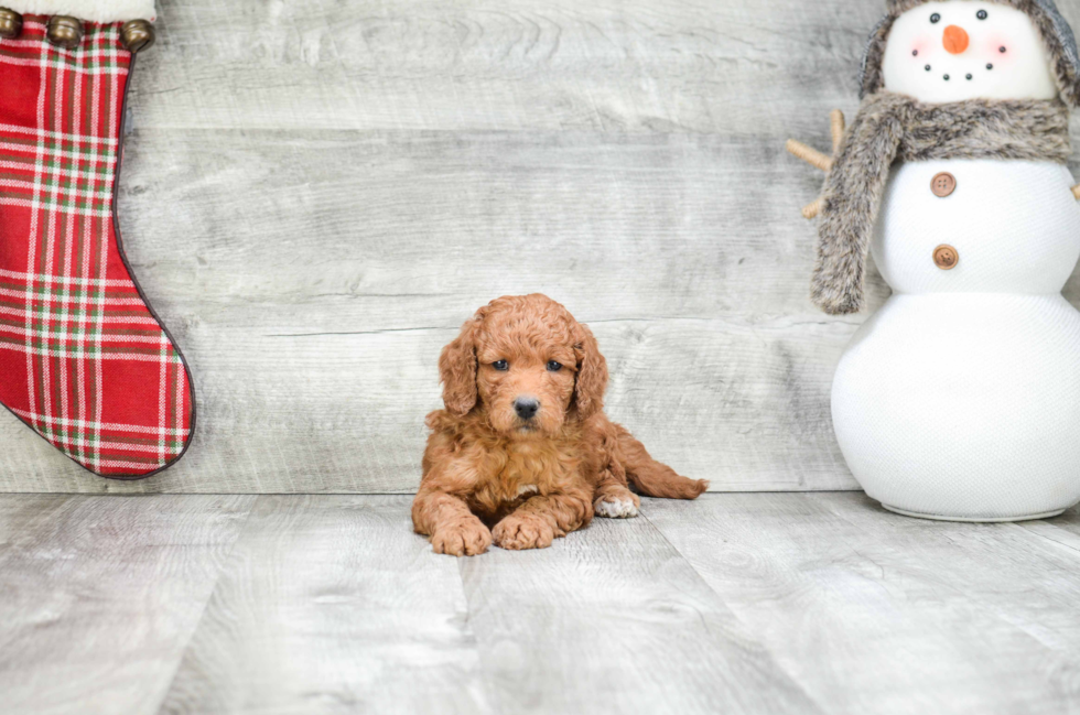 Fluffy Mini Goldendoodle Poodle Mix Pup