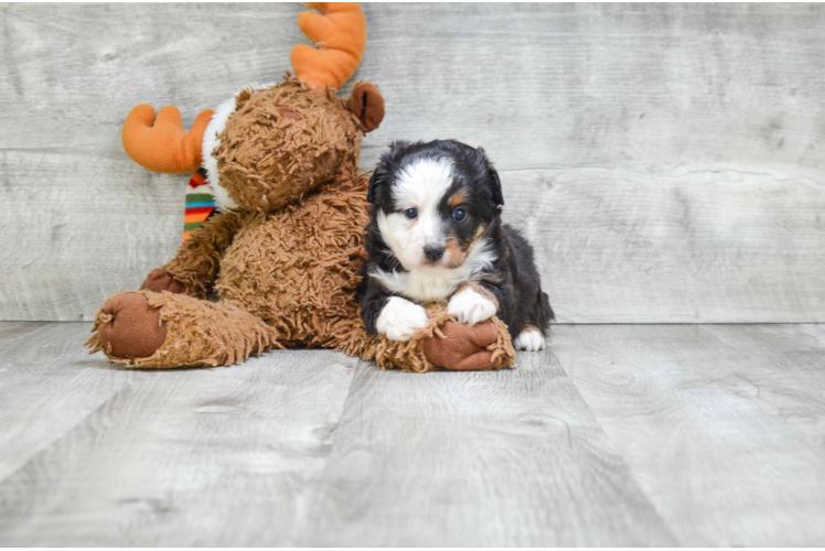 Mini Aussiedoodle Pup Being Cute