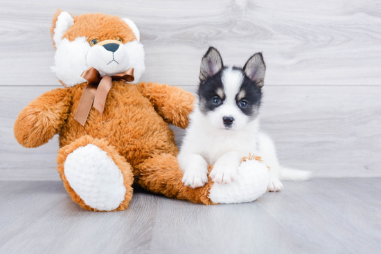 Playful Mini Husky Designer Puppy