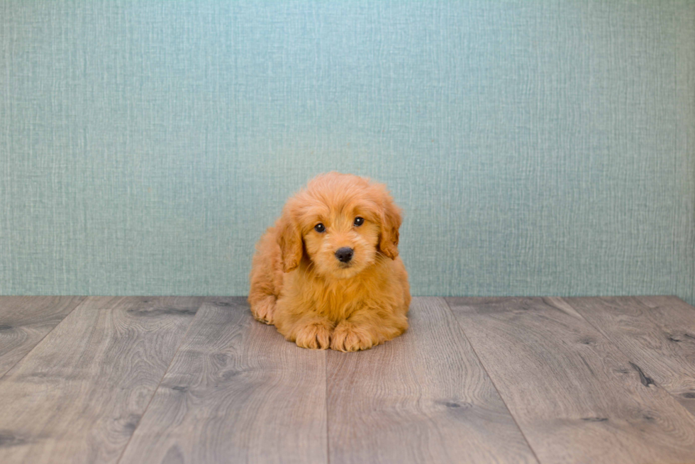 Best Mini Goldendoodle Baby