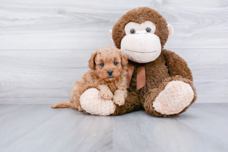 Cavapoo Puppy for Adoption