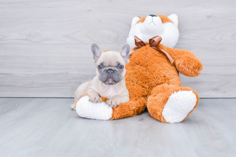 French Bulldog Pup Being Cute