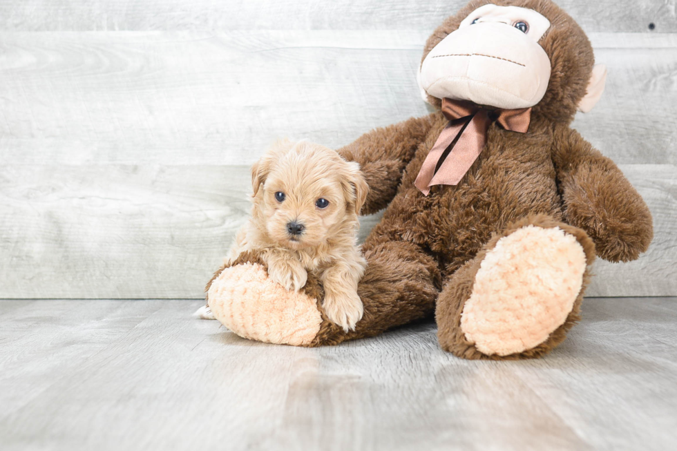 Energetic Maltepoo Poodle Mix Puppy