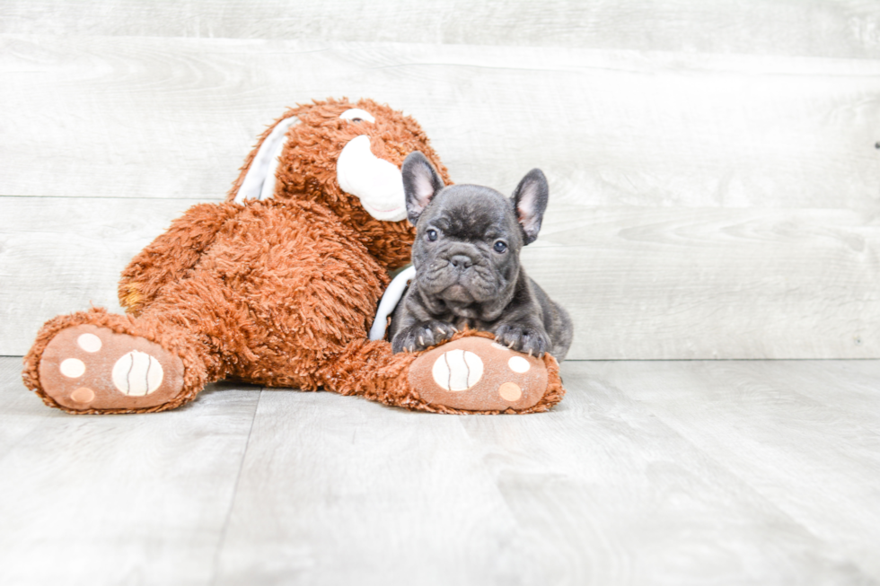 French Bulldog Pup Being Cute