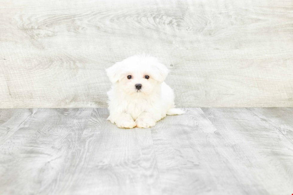 Fluffy Maltese Purebred Puppy