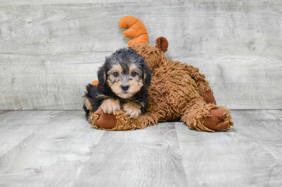 Adorable Yorkie Designer Puppy