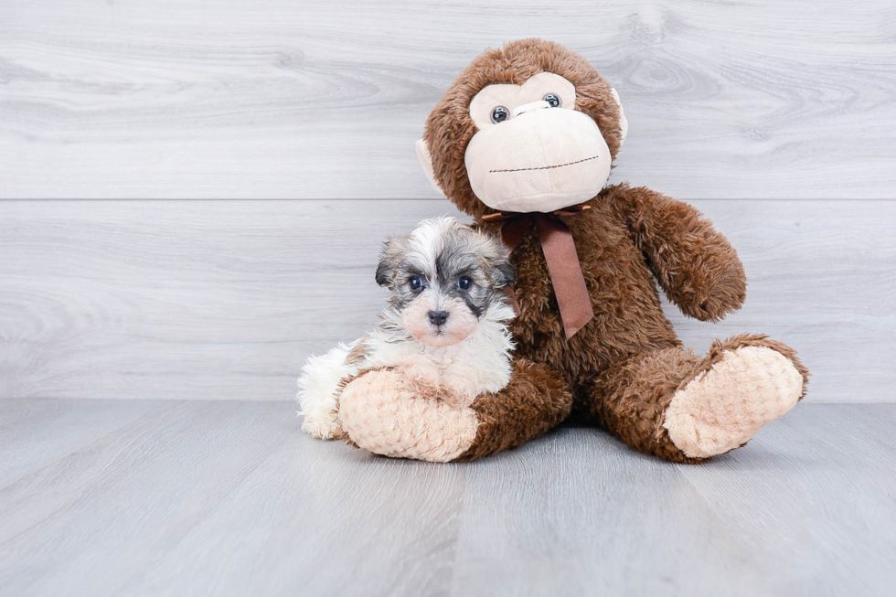 Adorable Havanese Purebred Puppy