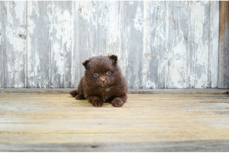 Pomeranian Puppy for Adoption