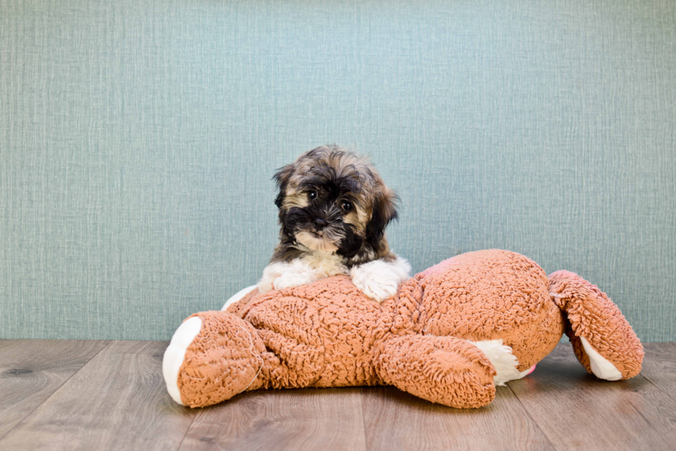 Havanese Pup Being Cute