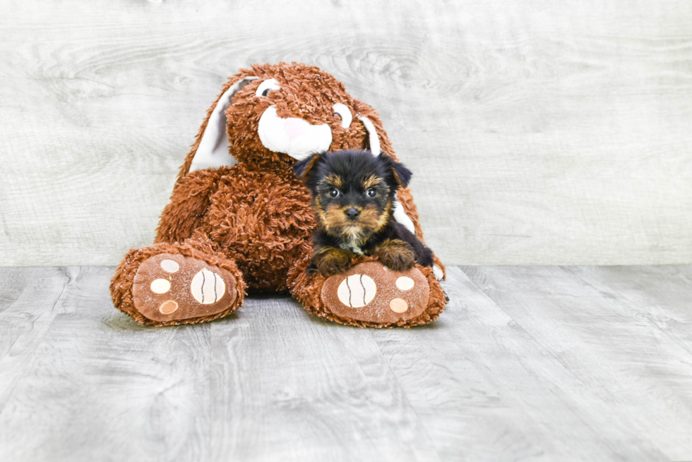 Meet Steph - our Yorkshire Terrier Puppy Photo 