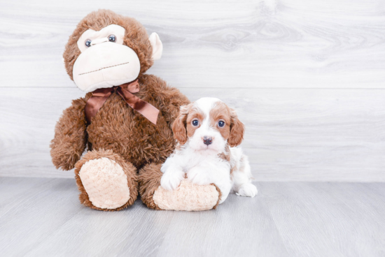 Playful Cavoodle Poodle Mix Puppy