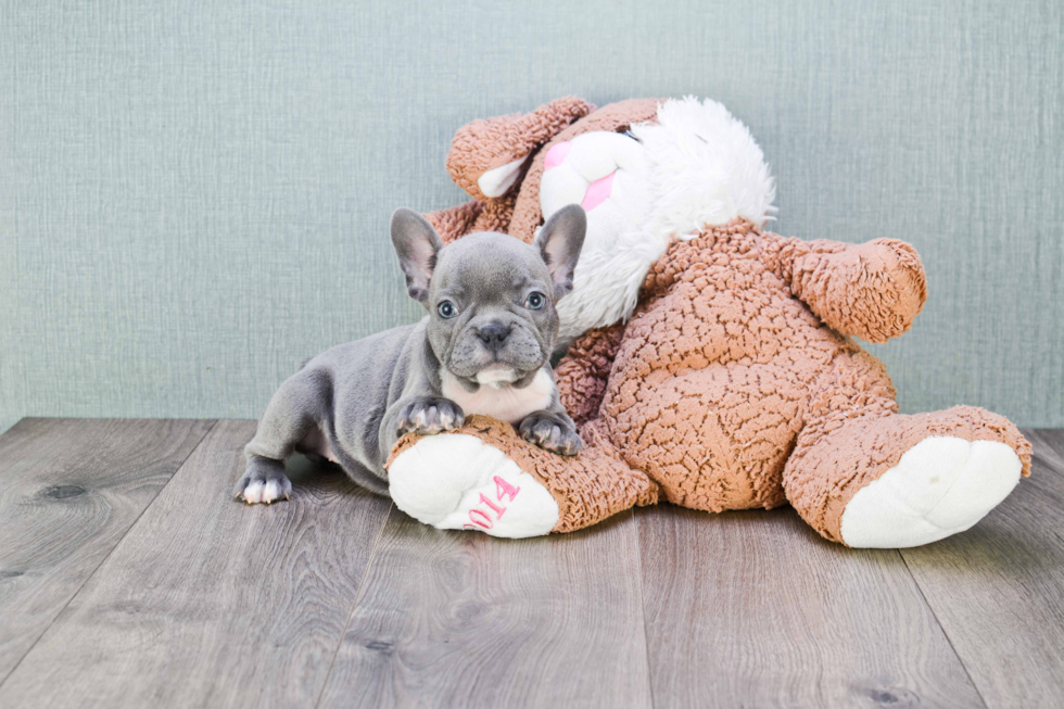 Energetic Frenchie Purebred Puppy