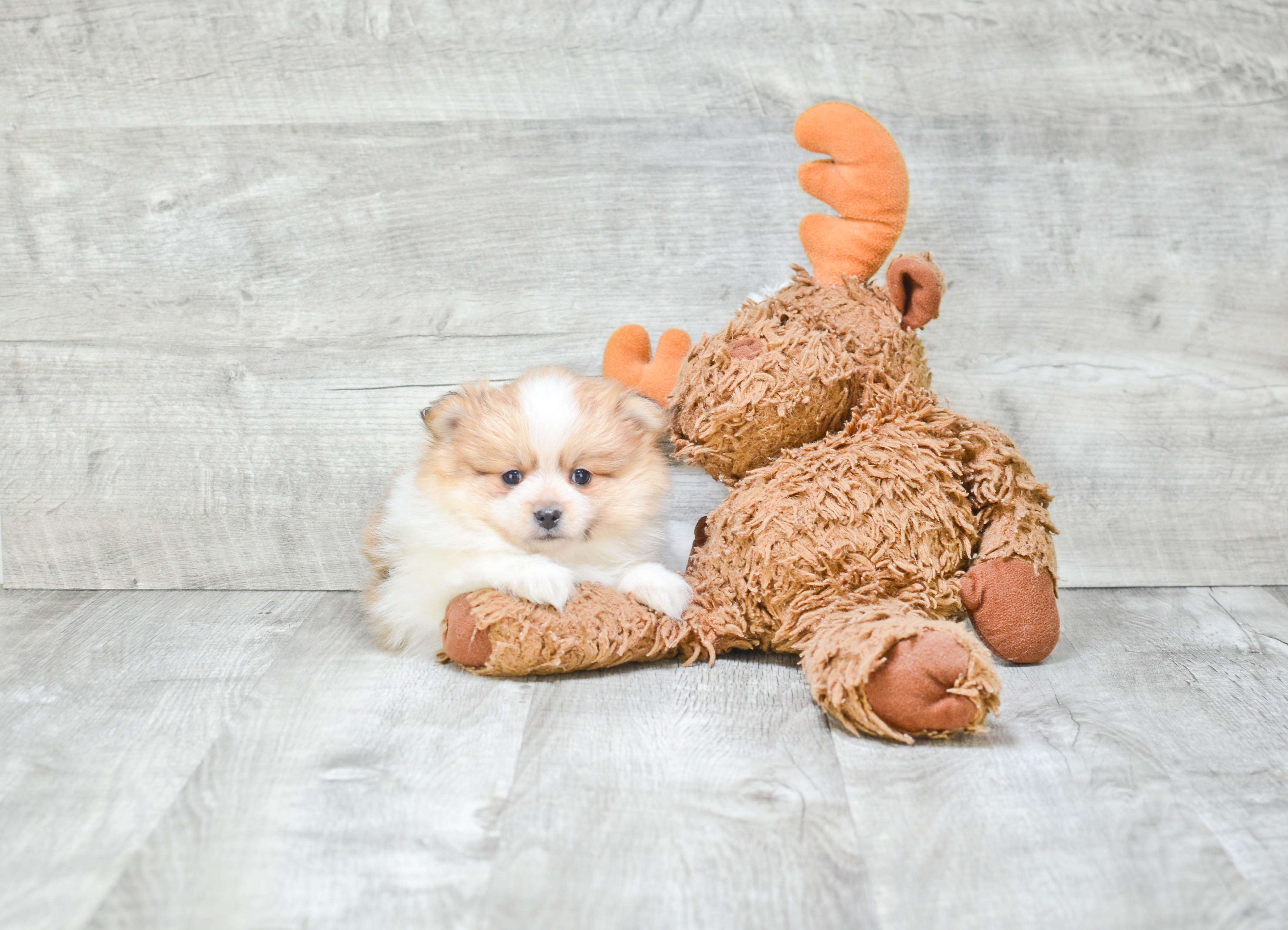 Little Pomeranian Baby