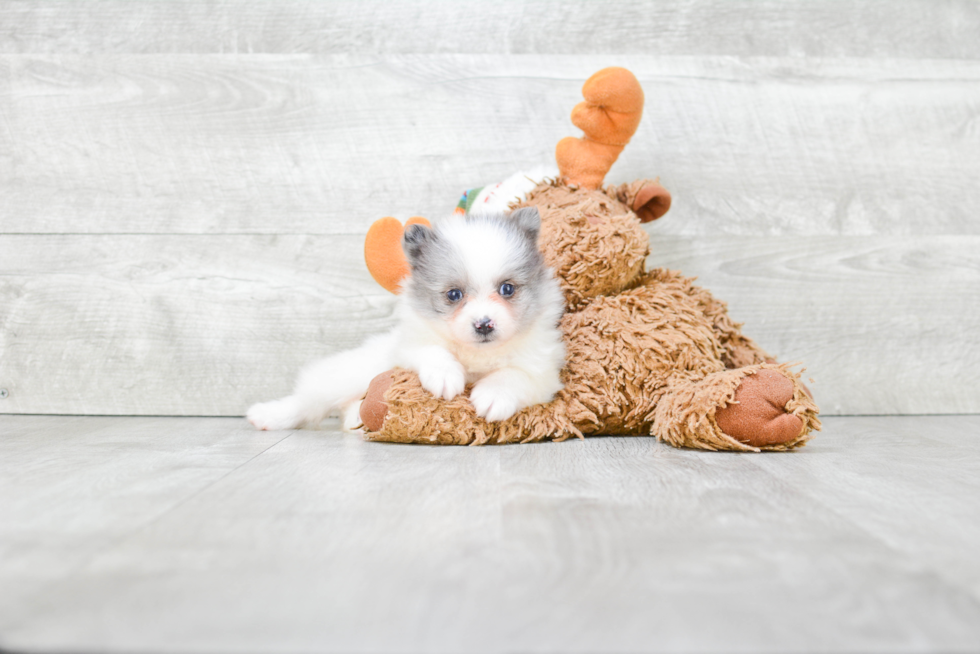 Friendly Pomeranian Purebred Pup