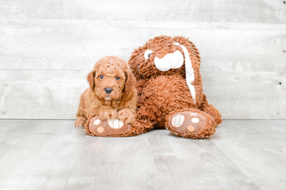 Funny Mini Goldendoodle Poodle Mix Pup