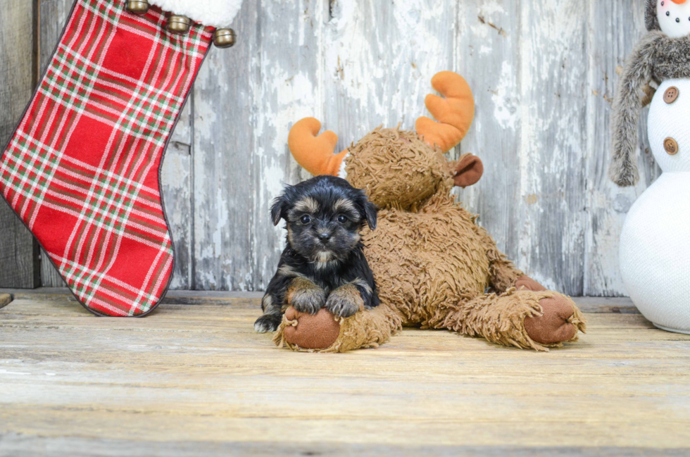 Morkie Puppy for Adoption