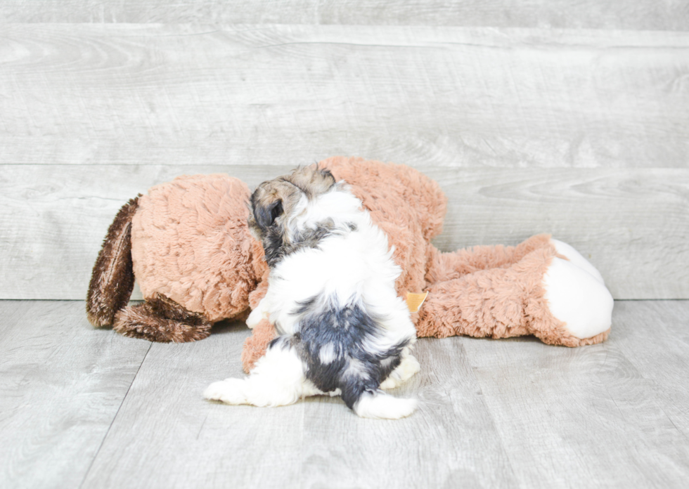 Friendly Havanese Purebred Pup