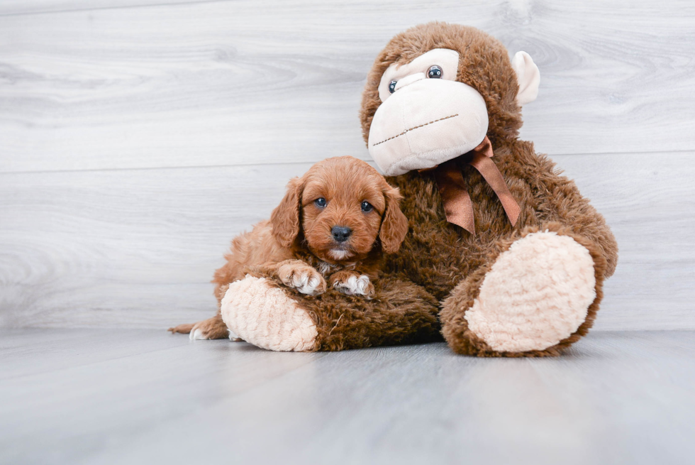 Popular Cavapoo Poodle Mix Pup