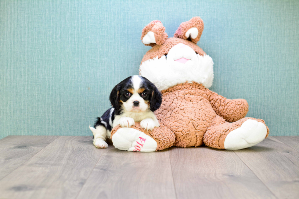 Cavalier King Charles Spaniel Pup Being Cute