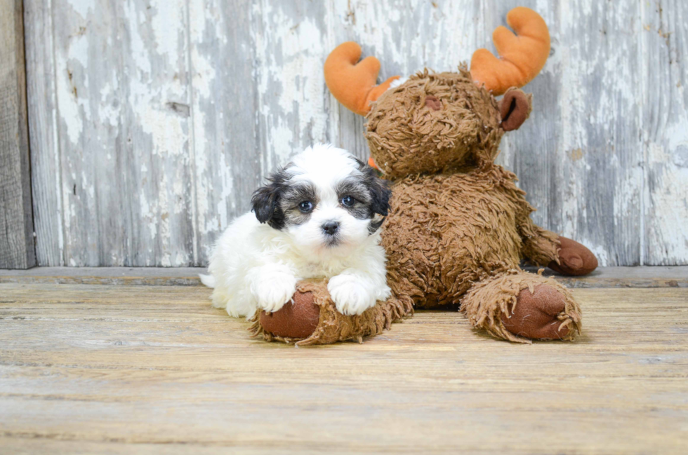 Fluffy Teddy Bear Designer Pup