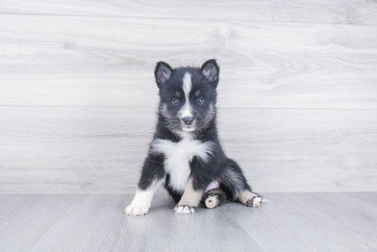 Pomsky Puppy for Adoption