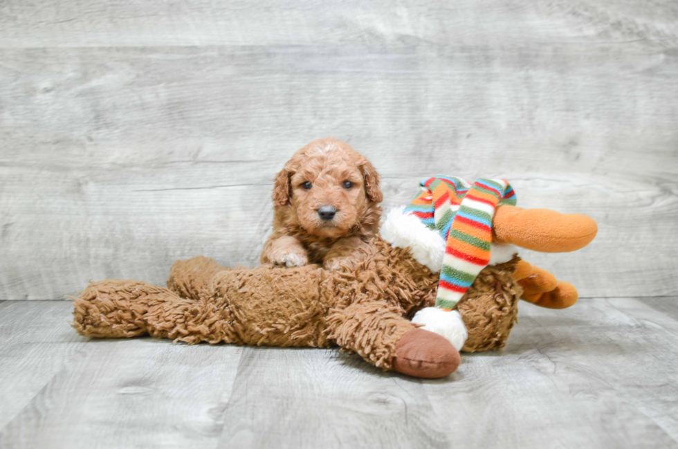 Friendly Mini Goldendoodle Baby