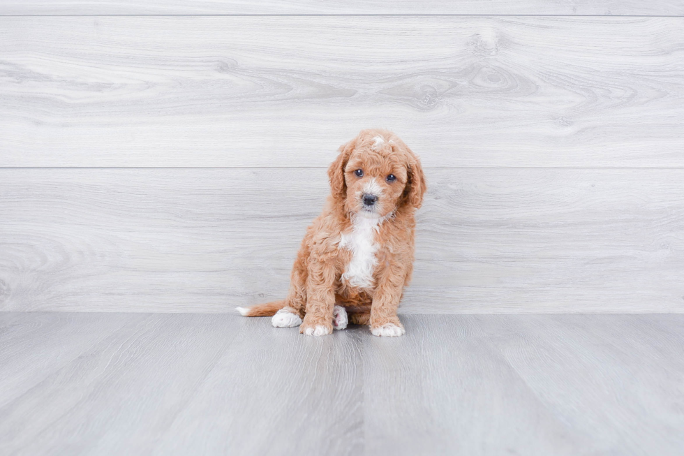 Energetic Cavoodle Poodle Mix Puppy