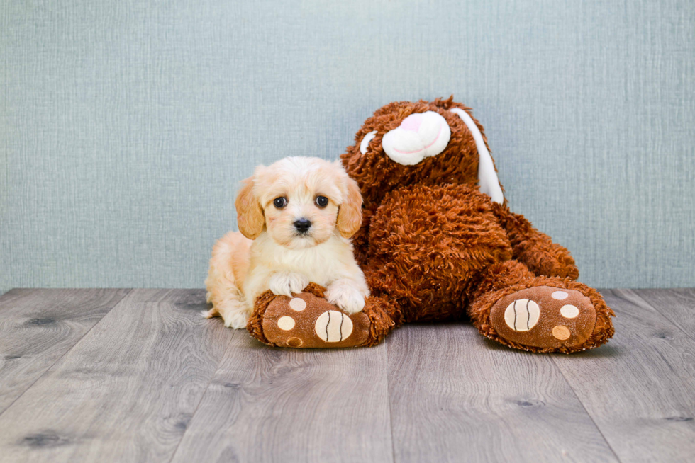 Hypoallergenic Cavalier Designer Puppy