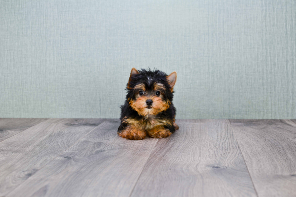 Meet Avery - our Yorkshire Terrier Puppy Photo 