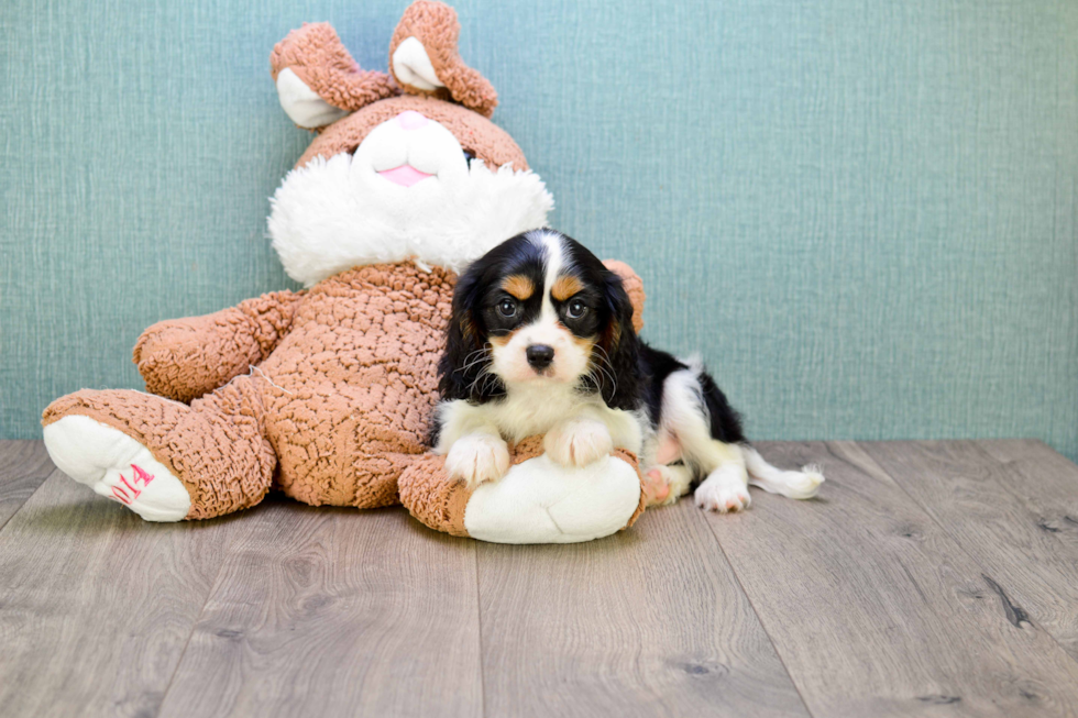 Smart Cavalier King Charles Spaniel Purebred Puppy