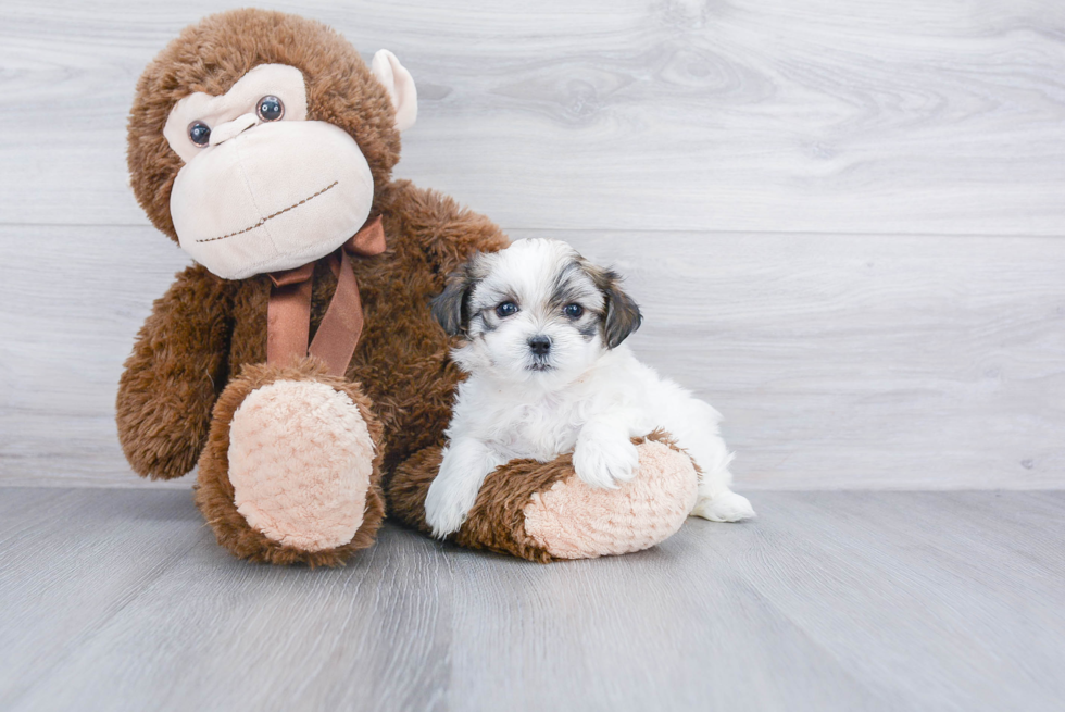 Teddy Bear Pup Being Cute