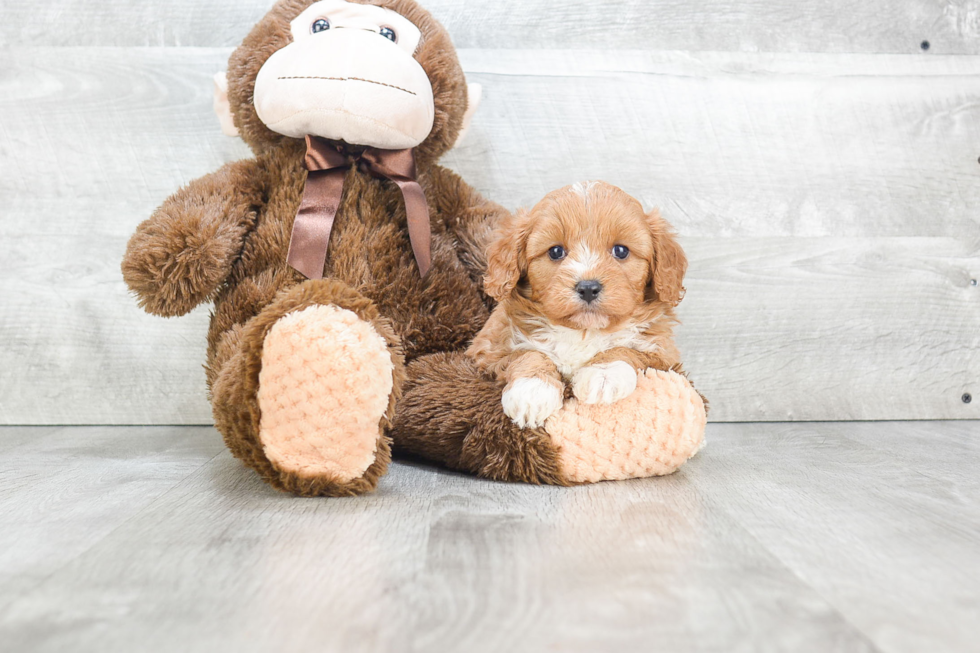 Energetic Cavoodle Poodle Mix Puppy