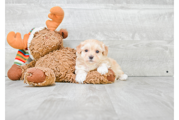 Best Maltipoo Baby