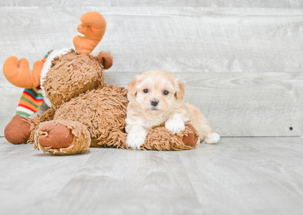 Best Maltipoo Baby