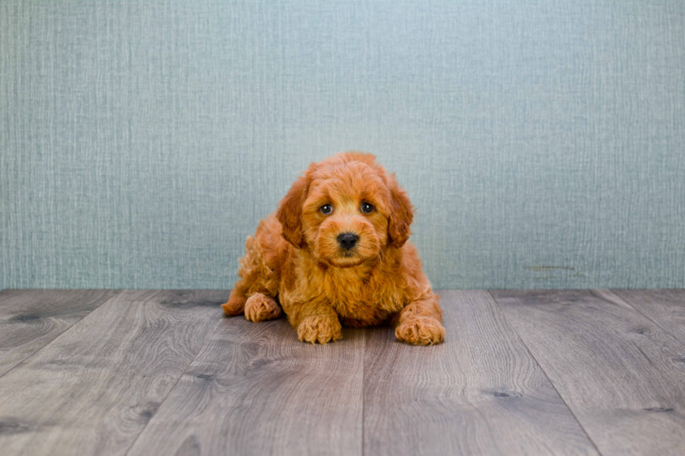 Best Mini Goldendoodle Baby