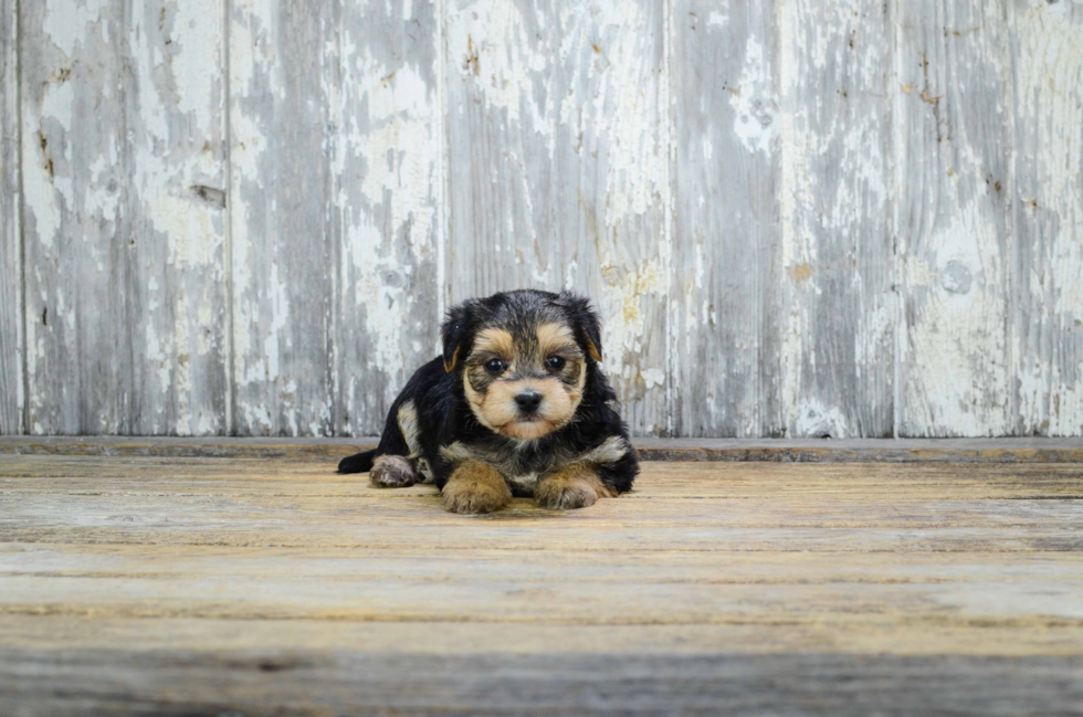 Little Yorkie Designer Puppy