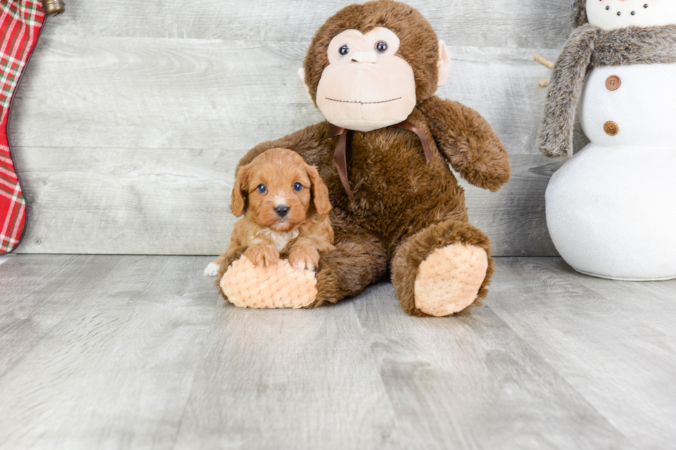 Cavapoo Pup Being Cute