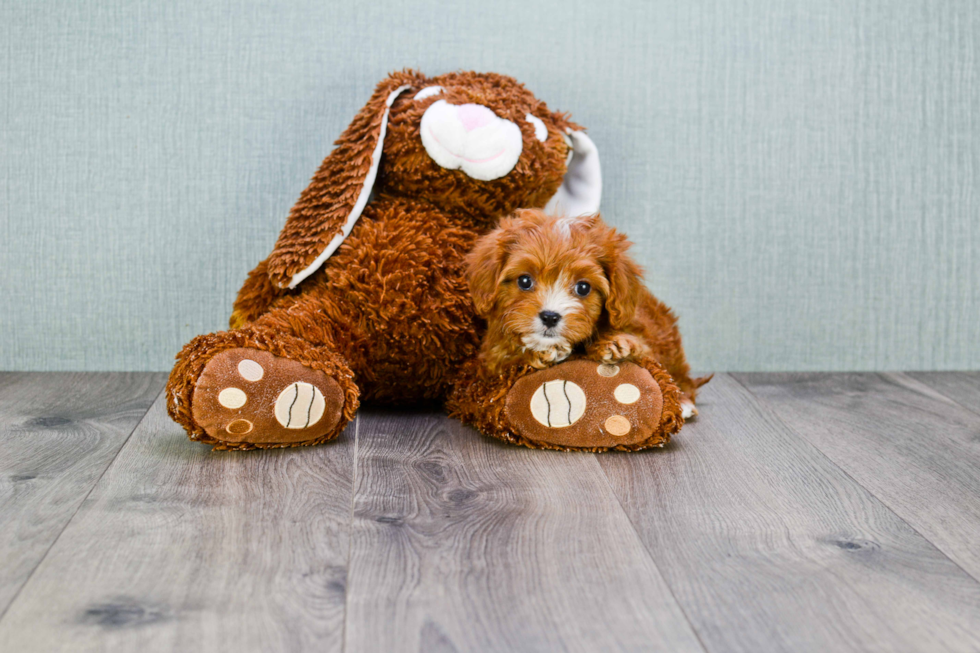 Popular Cavapoo Poodle Mix Pup