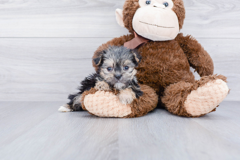 Funny Morkie Designer Pup
